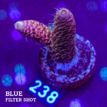 Acropora Millepora 'Pink