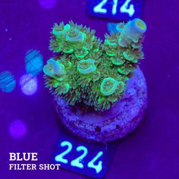 Acropora Tenuis 'Pétrole