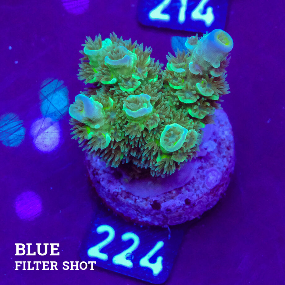 Acropora Tenuis 'Petrol'