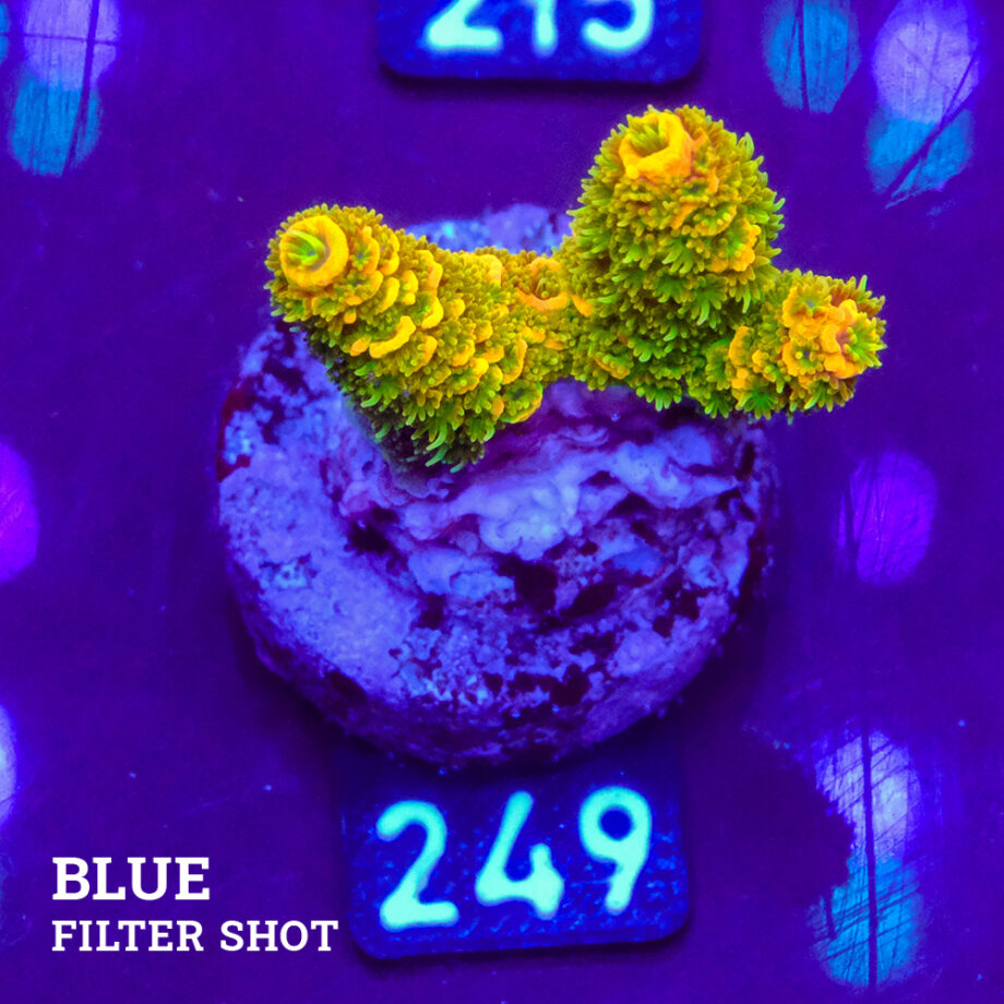Acropora Millepora 'Green & Yellow' B-Ware