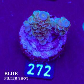 Acropora Tenuis B-Ware