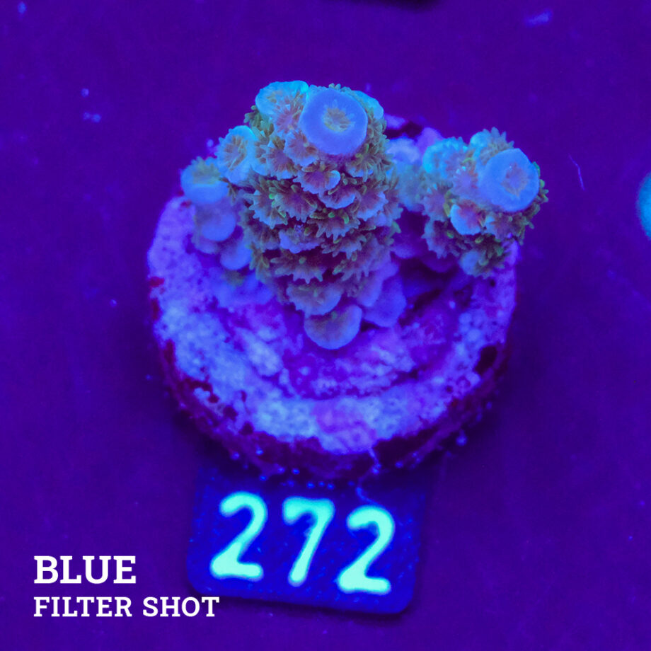 Acropora Tenuis B-Ware