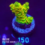 Acropora Tenuis 'Indo Green'