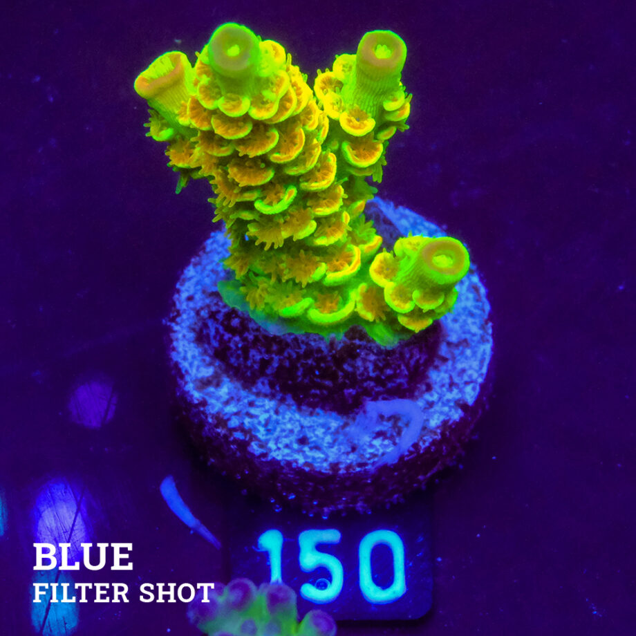 Acropora Tenuis 'Indo Green'