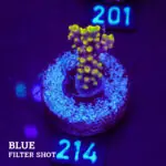 Acropora 'Purple & Yellow'