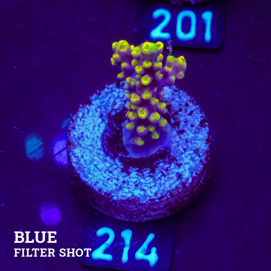 Acropora 'Purple & Yellow'