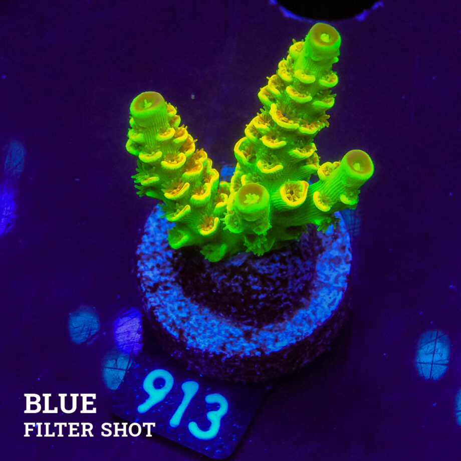 Acropora Tenuis 'Indo Green'
