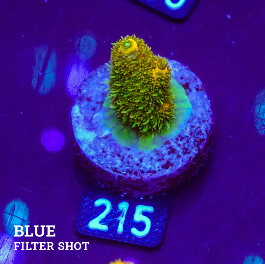 Acropora Millepora 'Green & Yellow