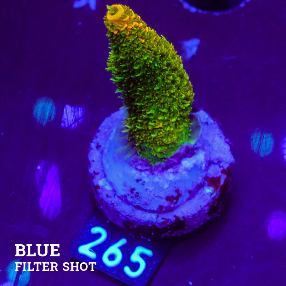 Acropora Millepora 'Green & Yellow