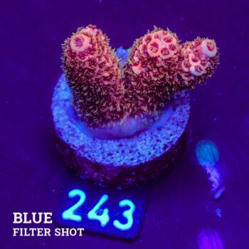 Acropora Millepora 'Pink