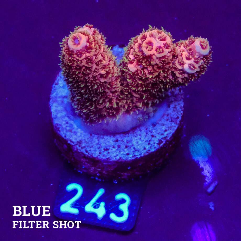 Acropora Millepora 'Pink'
