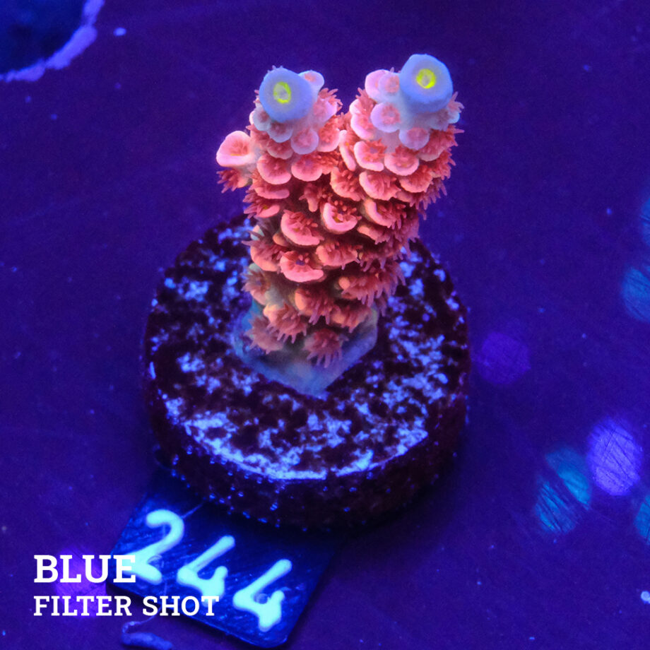 Acropora Tenuis 'Pink' Ultra