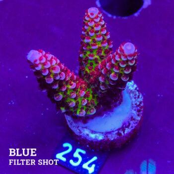Acropora 'Fluo Bicolor II