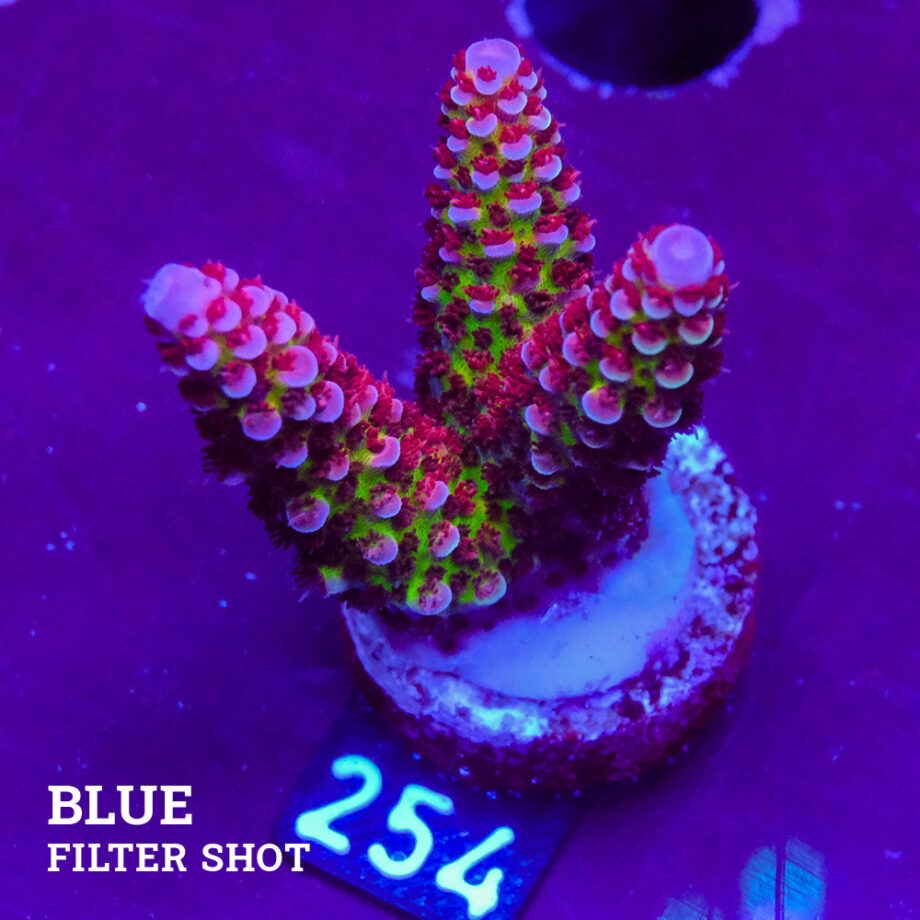 Acropora 'Fluo Bicolor II'