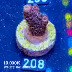 Acropora Millepora 'Violet'