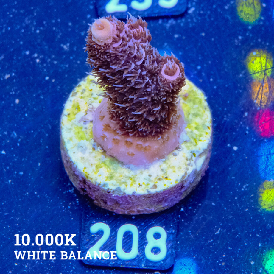 Acropora Millepora 'Violet'