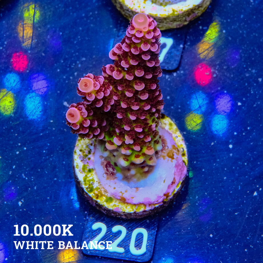 Acropora 'Fluo Bicolor'