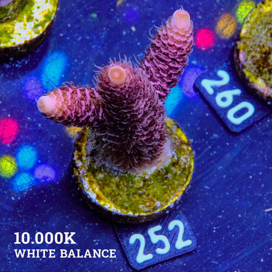 Acropora Millepora 'Pink'