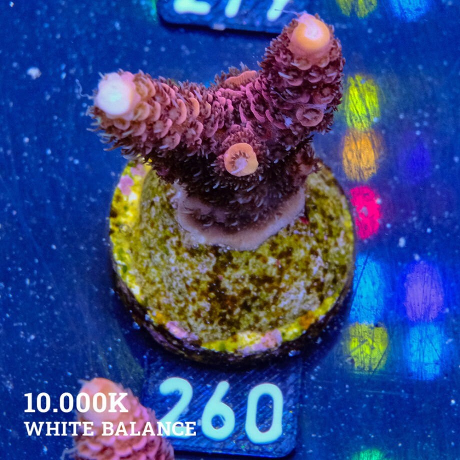 Acropora Millepora 'Pink'