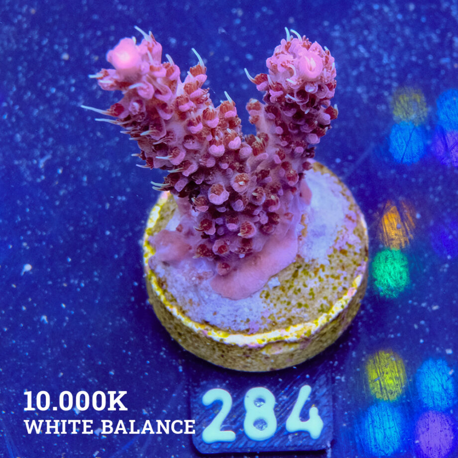 Vivids Confetti