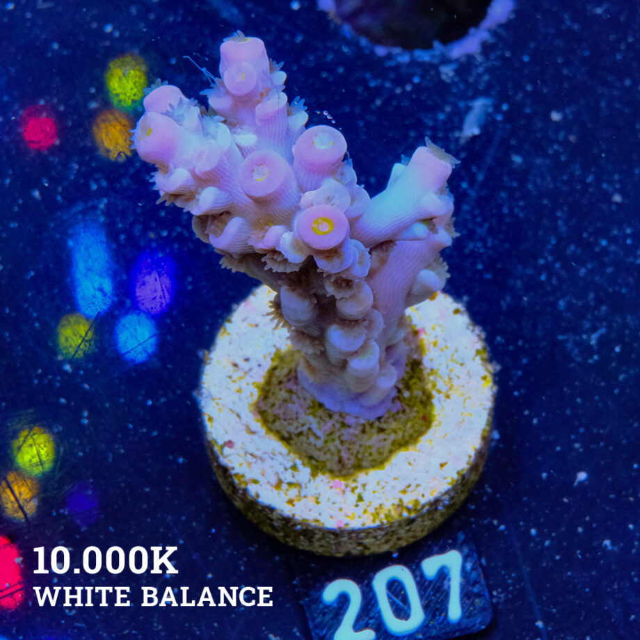Acropora Tenuis 'Softskin'