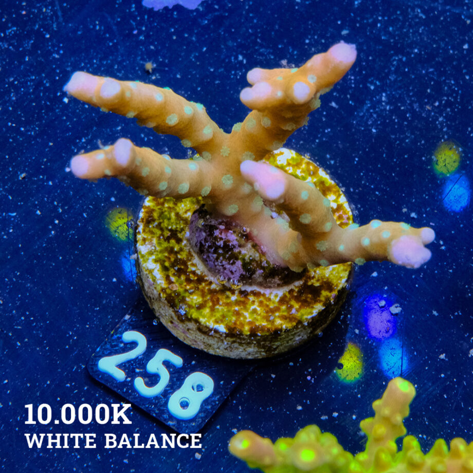 Anacropora 'Tropicana