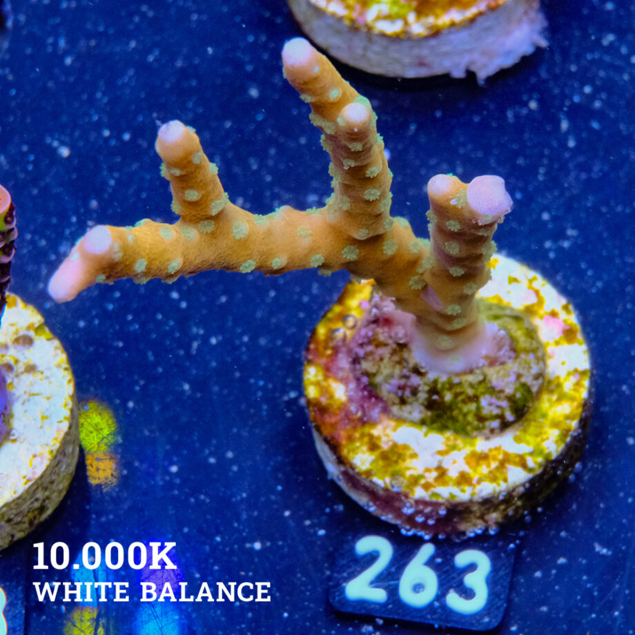 Anacropora 'Tropicana