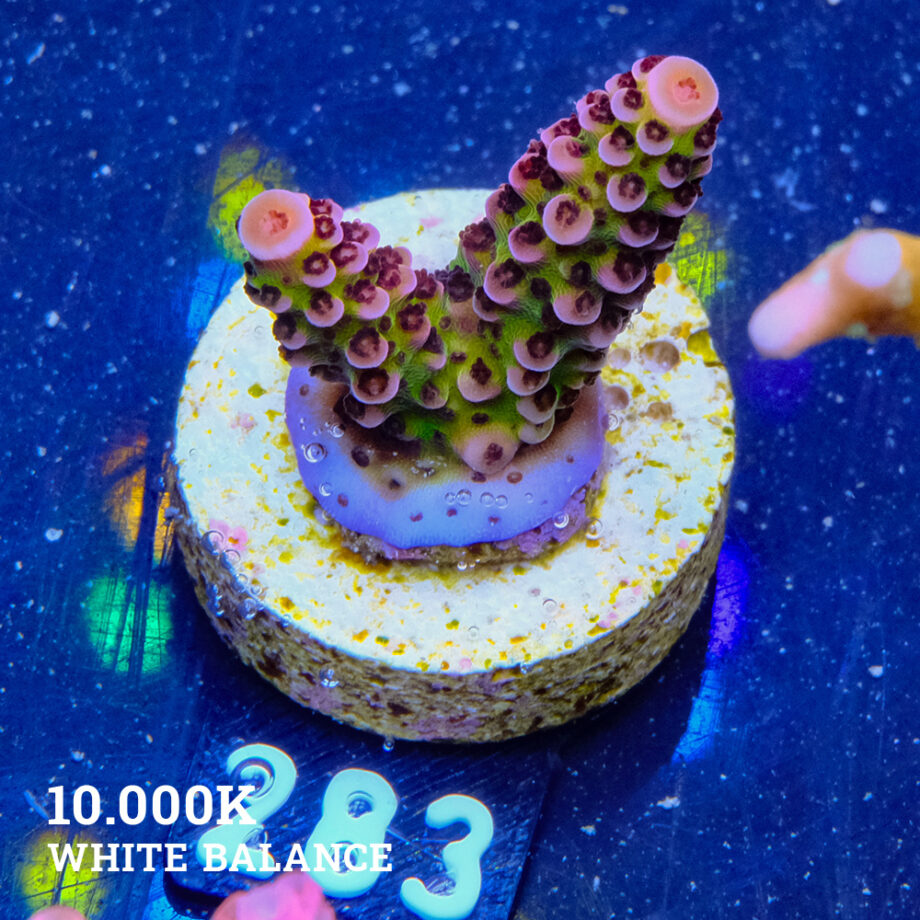 Acropora 'Fluo Bicolor II'