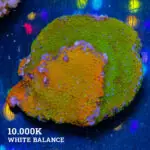 Montipora 'Rainbow Mix'