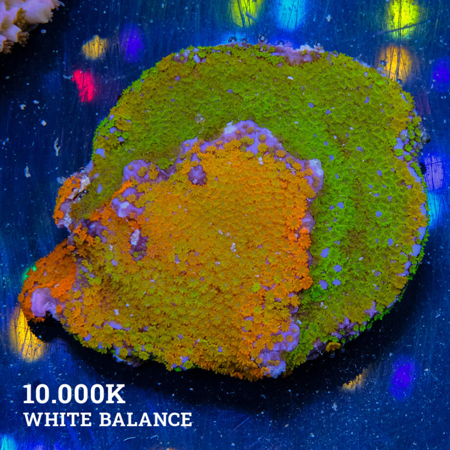 Montipora 'Rainbow Mix'