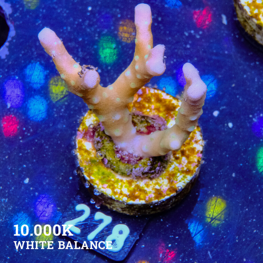 Anacropora 'Tropicana'