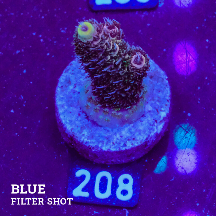 Acropora Millepora 'Violet'