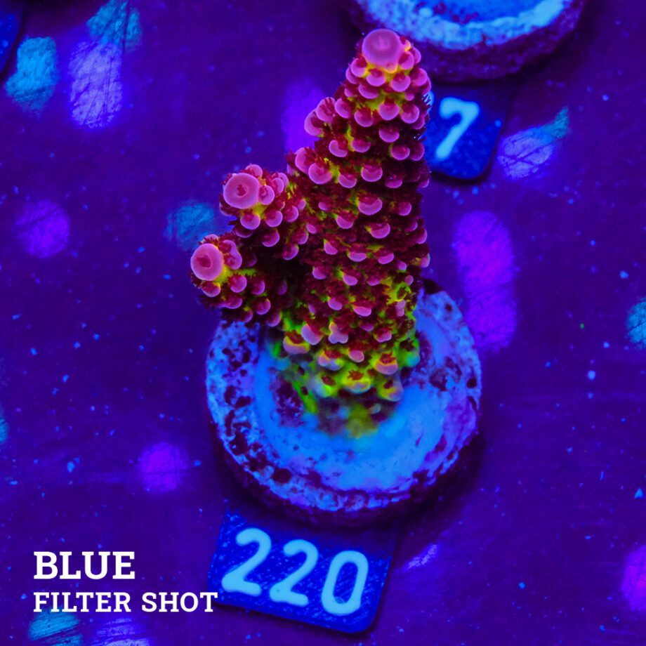 Acropora 'Fluo Bicolor'