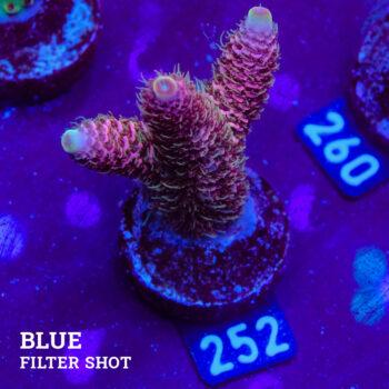 Acropora Millepora 'Rosa