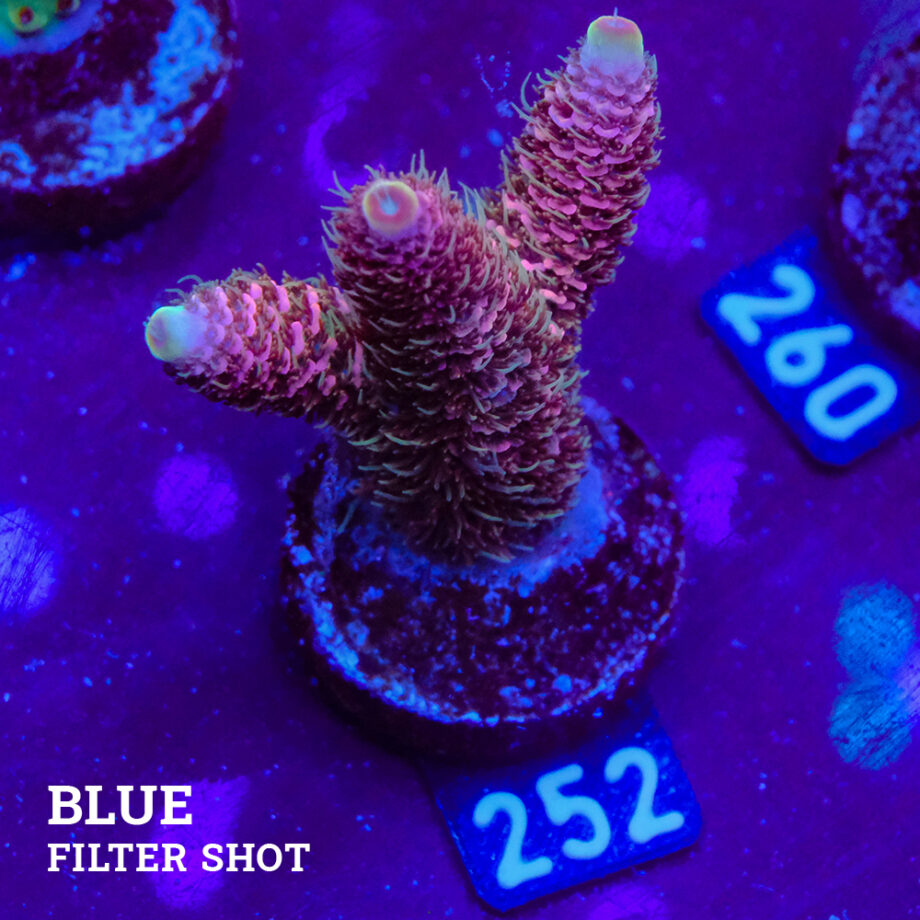 Acropora Millepora 'Pink'