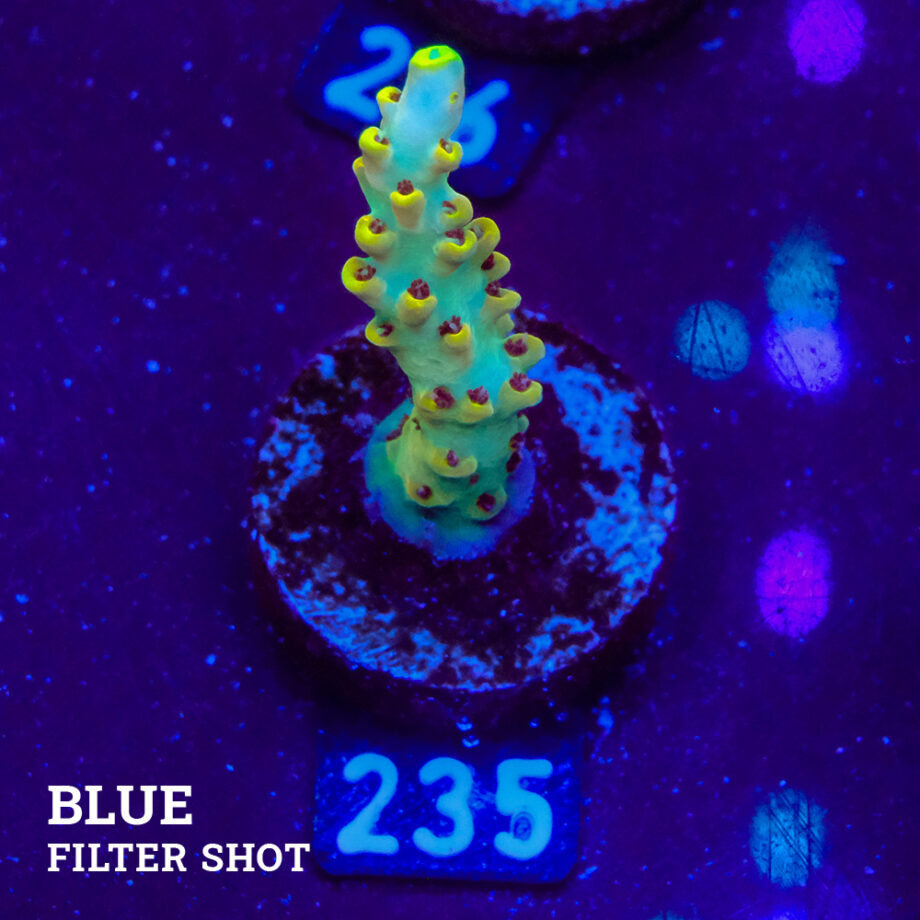 Acropora 'Yellow & Blue'