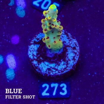Acropora 'Yellow & Blue
