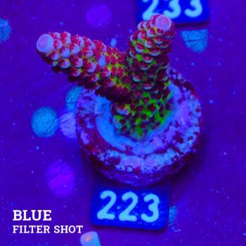 Acropora 'Fluo Bicolor II'