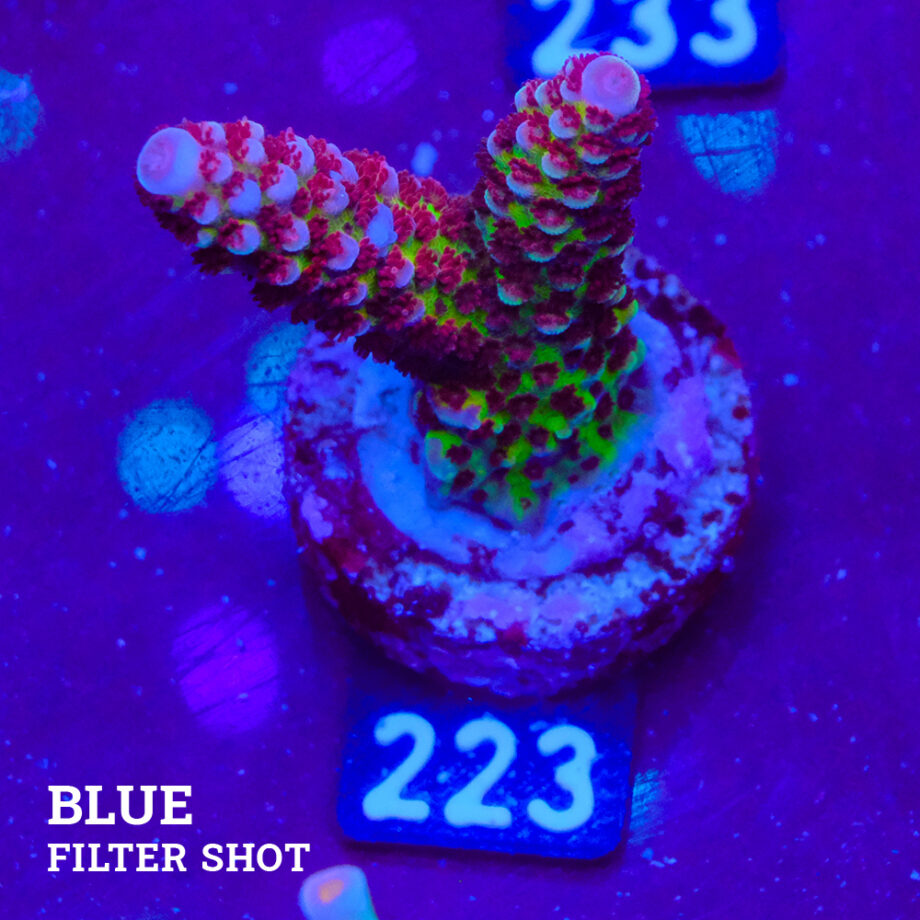 Acropora 'Fluo Bicolor II'
