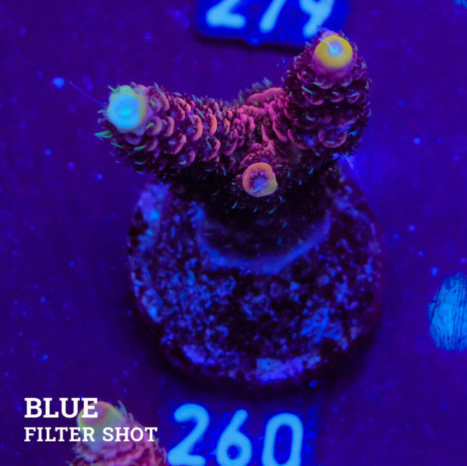 Acropora Millepora 'Pink'