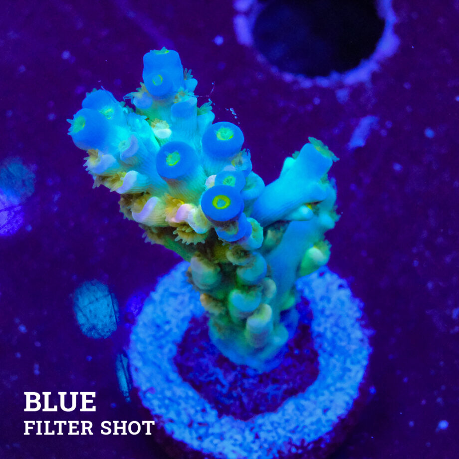 Acropora Tenuis 'Softskin'