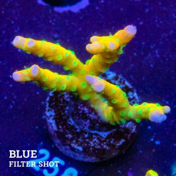 Anacropora 'Tropicana