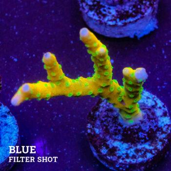 Anacropora 'Tropicana
