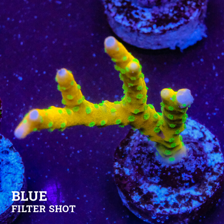 Anacropora 'Tropicana