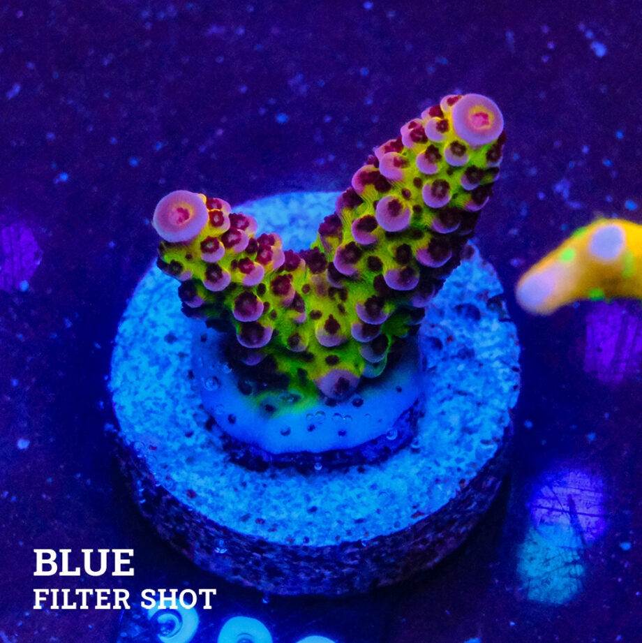 Acropora 'Fluo Bicolor II'