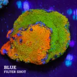 Montipora 'Rainbow Mix'