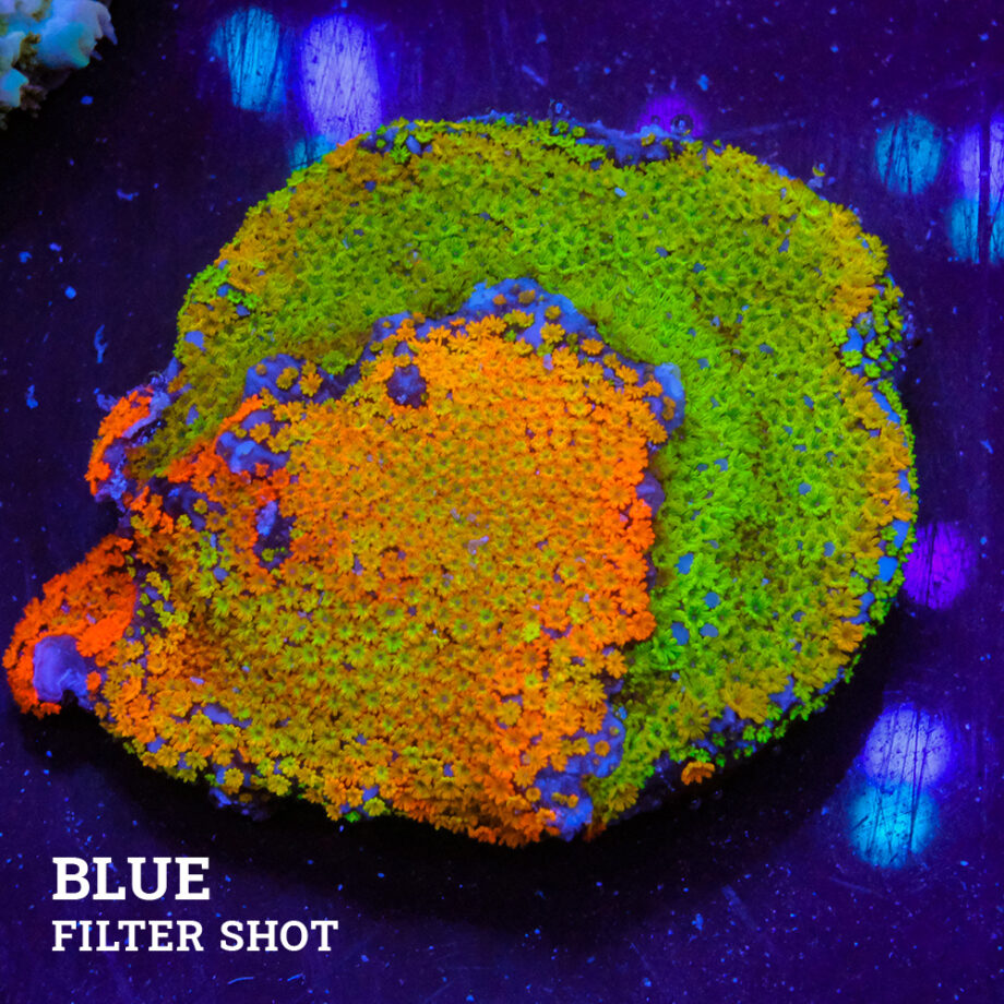 Montipora 'Rainbow Mix'