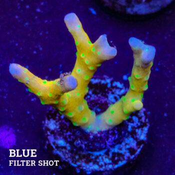 Anacropora 'Tropicana