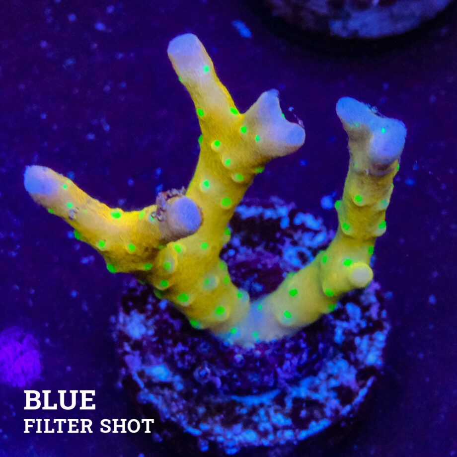 Anacropora 'Tropicana'
