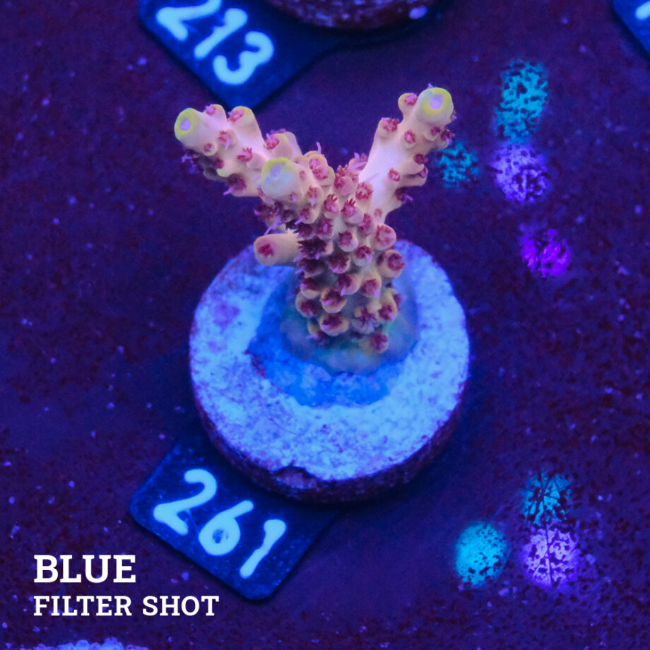 Acropora Rosaria